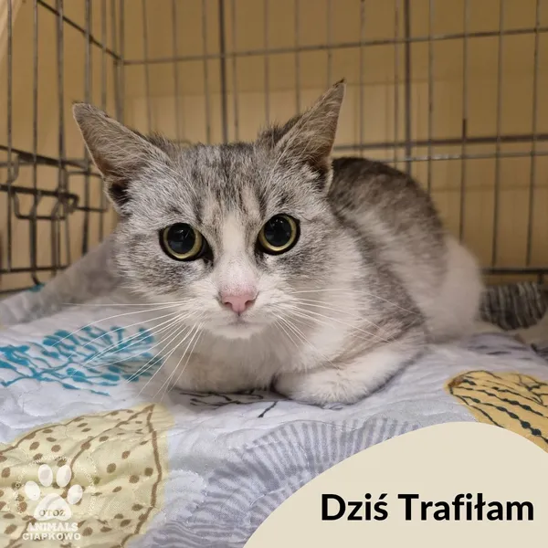 Znaleziono kota, Gdynia, 10 maja 2025