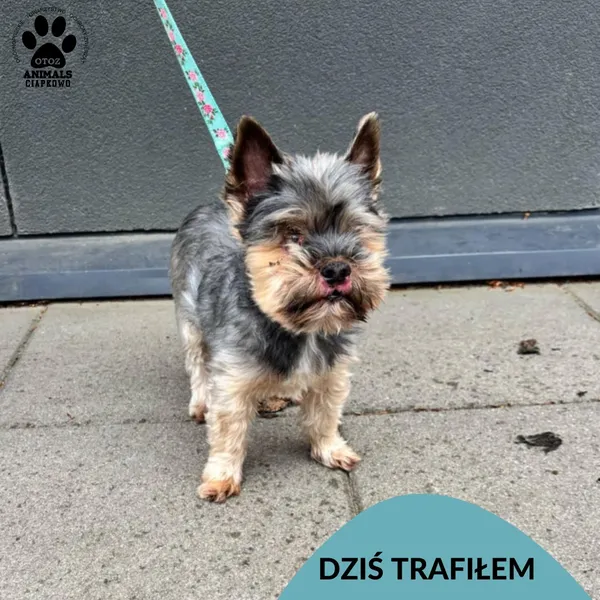 Znaleziono psa, Gdynia, 9 maja 2025