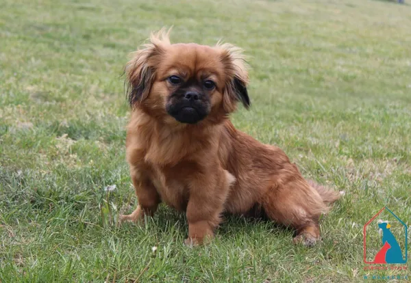 Pies do adopcji, Grudziądz, 9 maja 2025