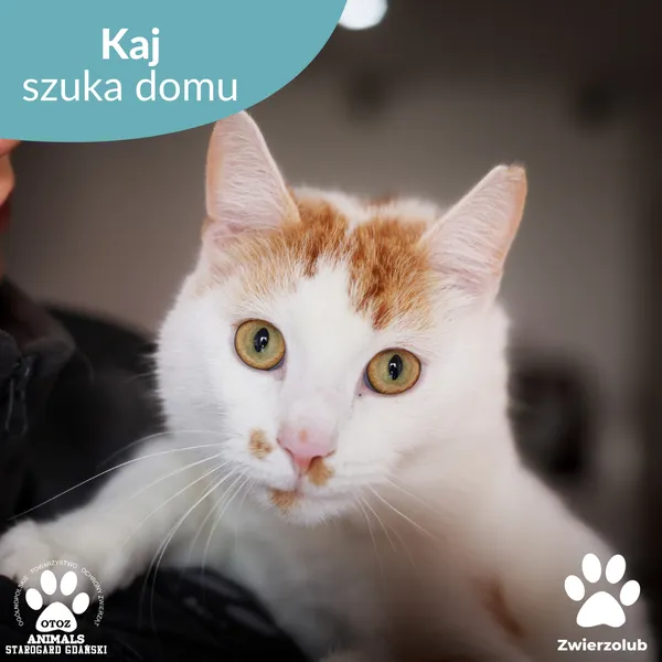 Kot do adopcji, Starogard Gdański, 19 maja 2025 (1/4)