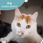 Kot do adopcji