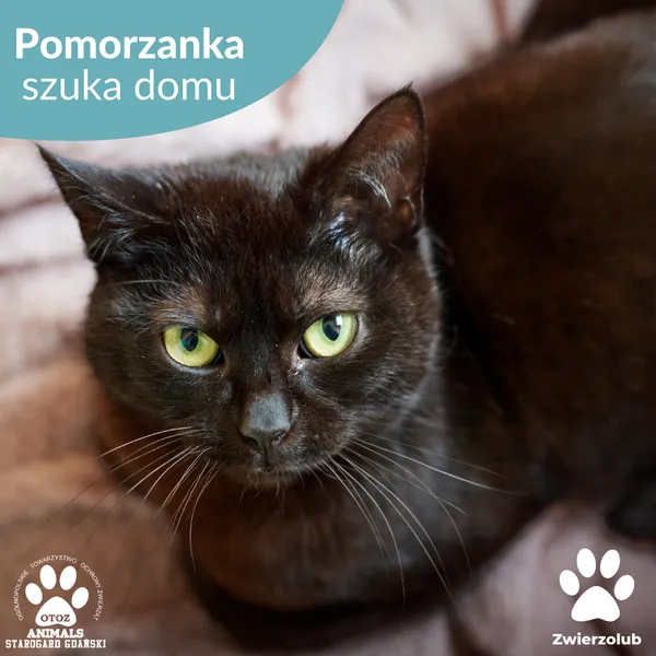 Kot do adopcji, Starogard Gdański, 19 maja 2025 (1/3)