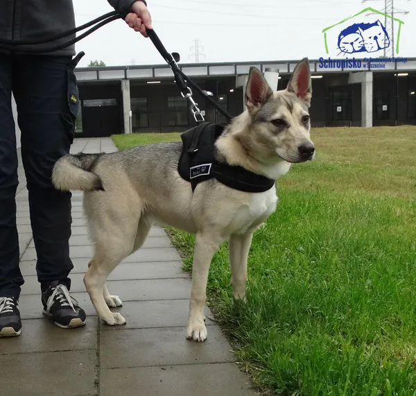 Znaleziono psa, Szczecin, 17 maja 2025 (2/2)