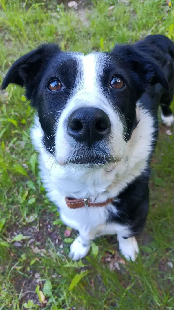 Pies do adopcji, Sopot, 19 maja 2025 (1/3)