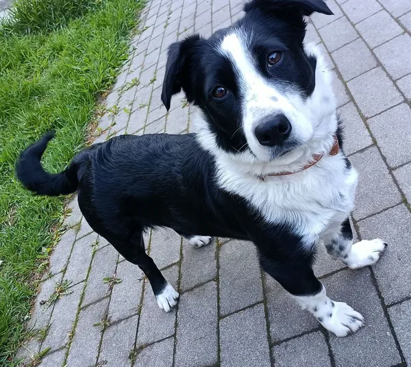 Pies do adopcji, Sopot, 19 maja 2025 (2/3)