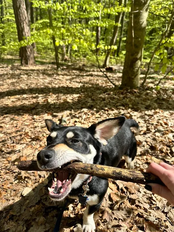 Pies do adopcji, Sopot, 19 maja 2025 (1/4)