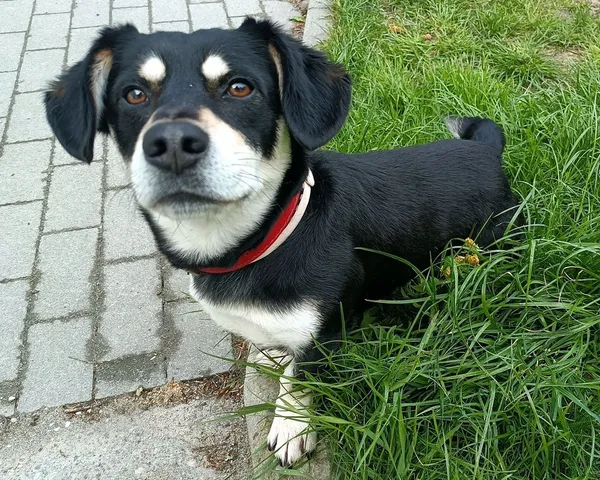 Pies do adopcji, Sopot, 19 maja 2025 (3/4)