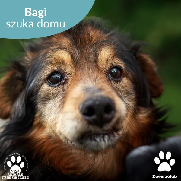 Pies do adopcji, Starogard Gdański, 19 maja 2025 (1/4)