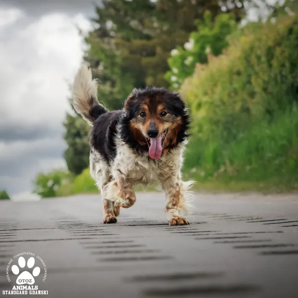 Pies do adopcji, Starogard Gdański, 19 maja 2025 (2/4)