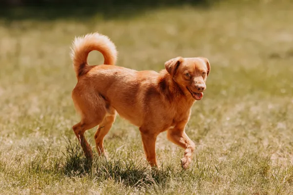 Pies do adopcji, Czartki, 19 maja 2025 (5/5)