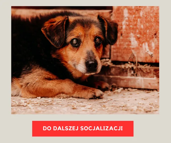 Pies do adopcji, Czartki, 19 maja 2025