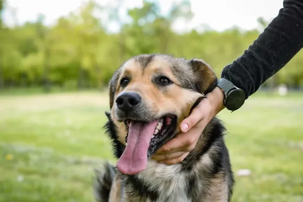 Pies do adopcji, Radom, 19 maja 2025 (2/5)