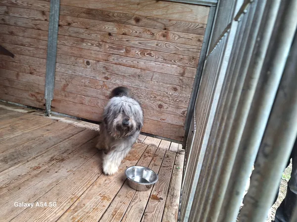 Pies do adopcji, Orzechowce, 18 maja 2025 (3/5)