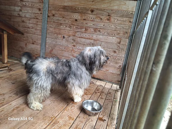 Pies do adopcji, Orzechowce, 18 maja 2025 (4/5)