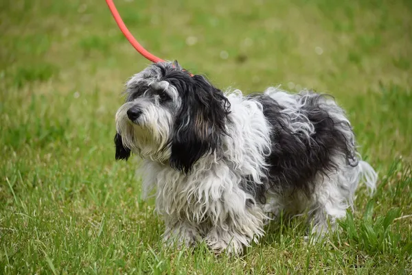 Pies do adopcji, Ropczyce, 19 maja 2025