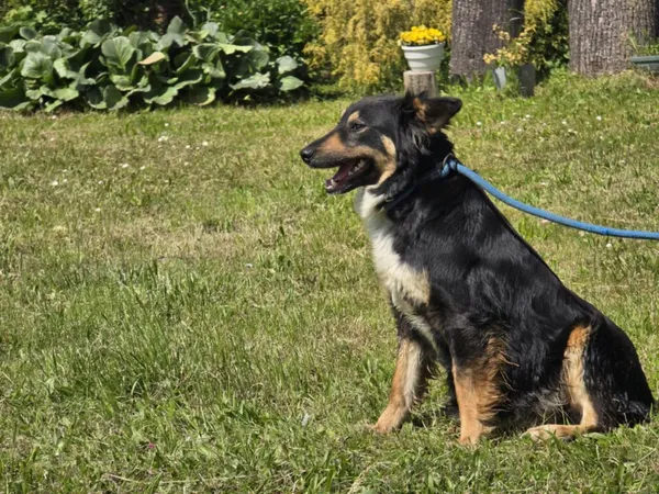 Pies do adopcji, Ropczyce, 19 maja 2025