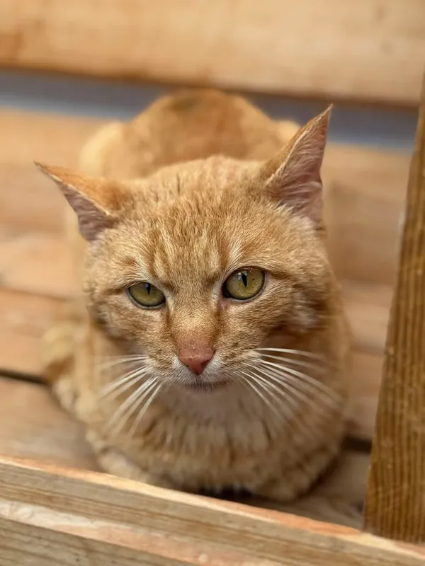 Znaleziono kota, Lublin, 18 maja 2025