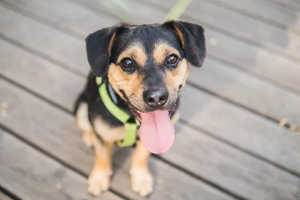 Pies do adopcji, Sosnowiec, 16 maja 2025 (1/5)