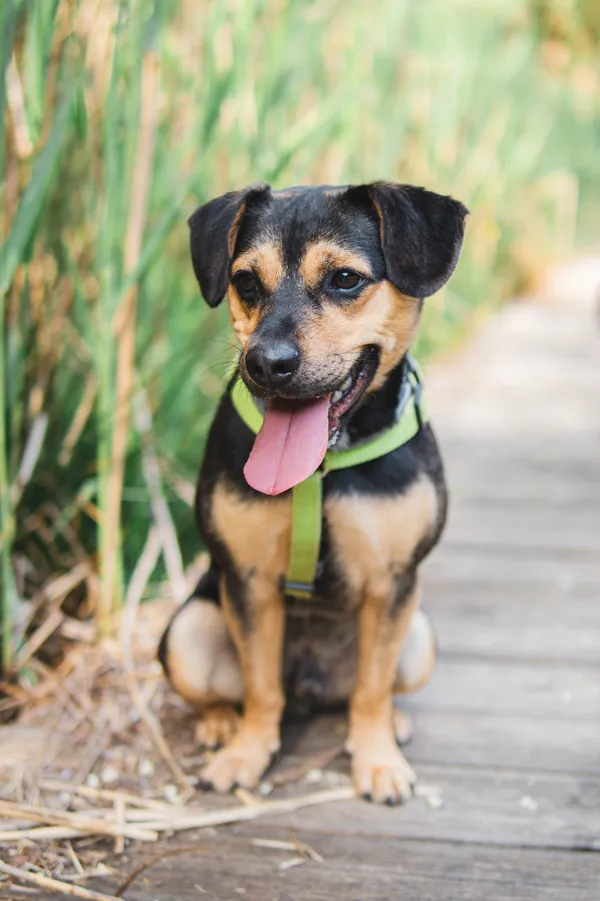 Pies do adopcji, Sosnowiec, 16 maja 2025 (2/5)