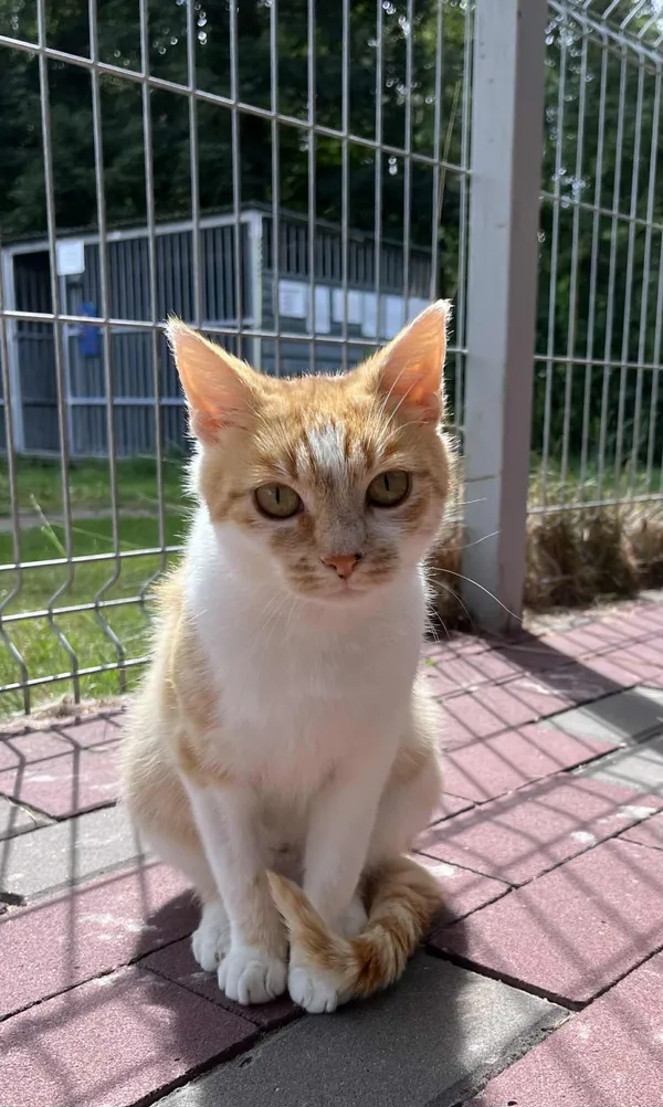 Kot do adopcji, Włocławek, 18 maja 2025 (1/5)