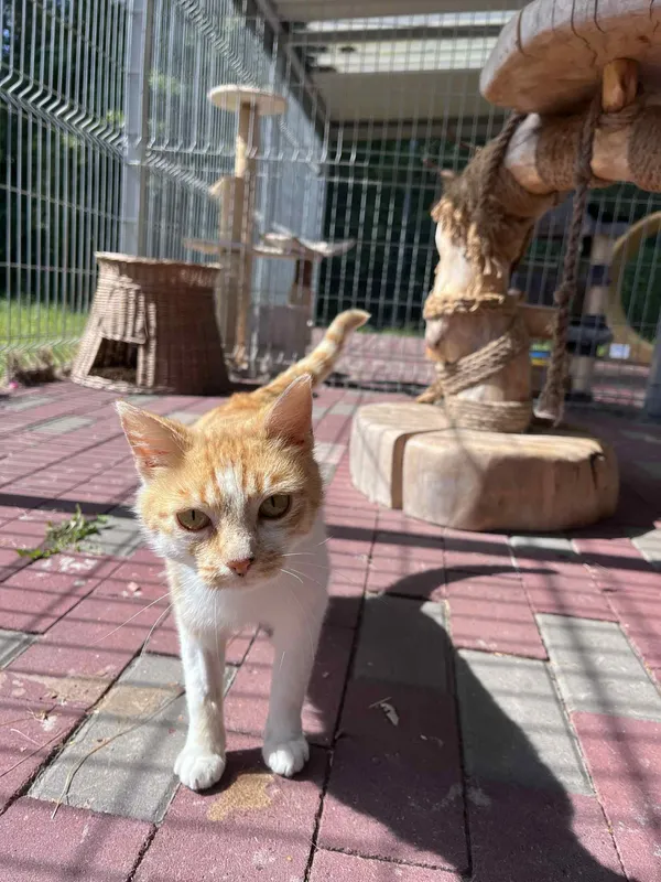 Kot do adopcji, Włocławek, 18 maja 2025 (2/5)