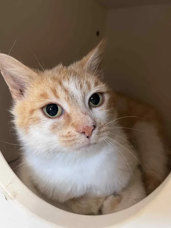 Kot do adopcji, Włocławek, 18 maja 2025 (5/5)