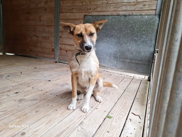 Pies do adopcji, Orzechowce, 20 maja 2025 (5/5)