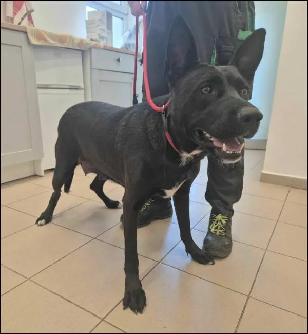 Znaleziono psa, Grudziądz, 20 maja 2025