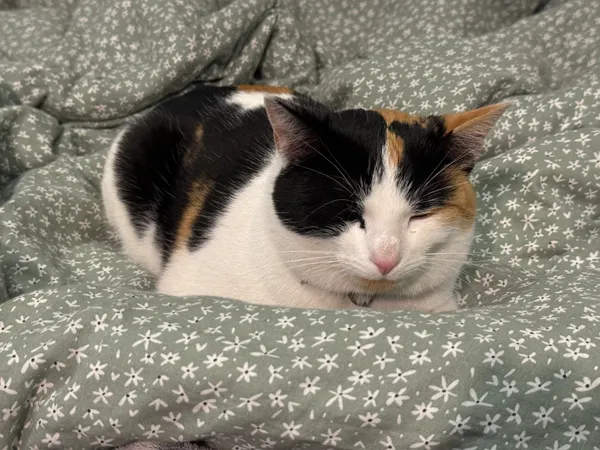 Zaginął kot, Czyżowice, 20 maja 2025 (2/3)