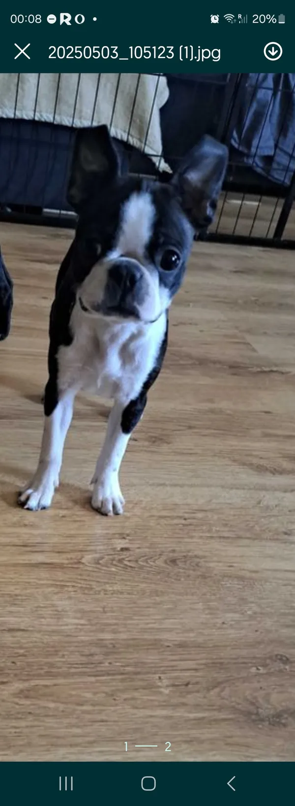 Zaginął pies, Zwola, 20 maja 2025 (1/4)