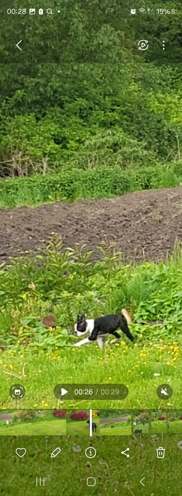 Zaginął pies, Zwola, 20 maja 2025 (2/4)