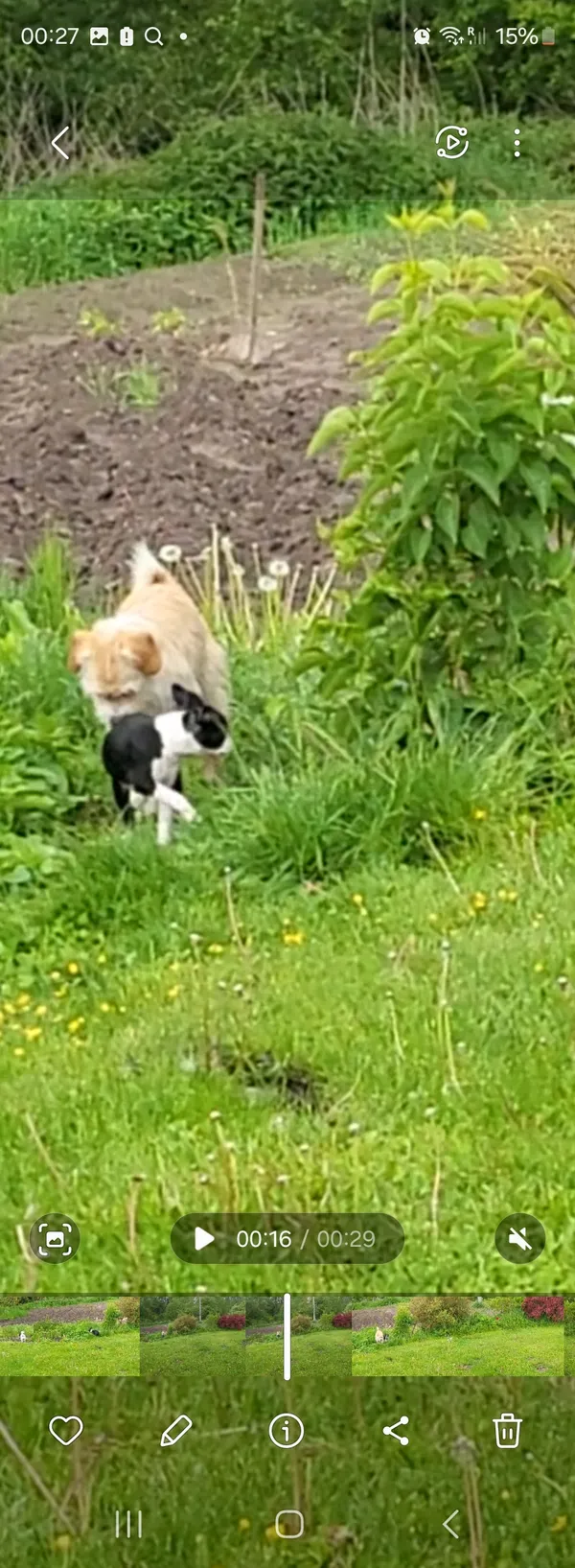 Zaginął pies, Zwola, 20 maja 2025 (3/4)