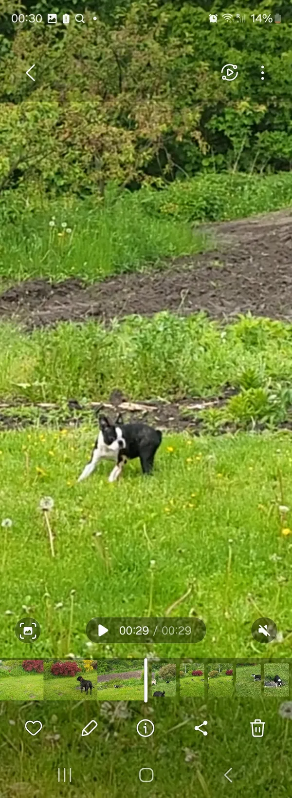 Zaginął pies, Zwola, 20 maja 2025 (4/4)