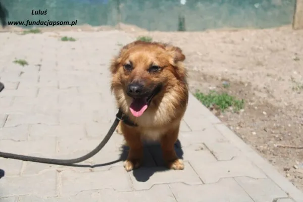 Pies do adopcji, Nowy Dwór Mazowiecki, 20 maja 2025 (1/4)