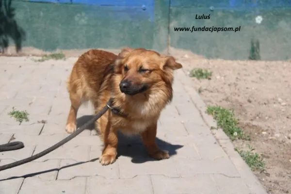 Pies do adopcji, Nowy Dwór Mazowiecki, 20 maja 2025 (2/4)
