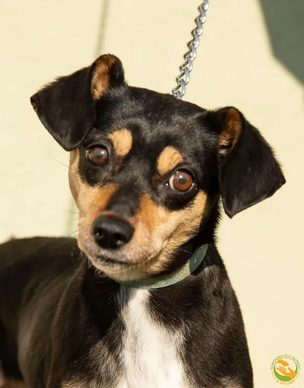 Znaleziono psa, Skałowo, 20 maja 2025 (1/3)