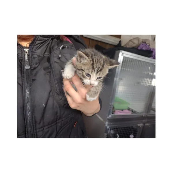 Znaleziono kota, Białystok, 19 maja 2025