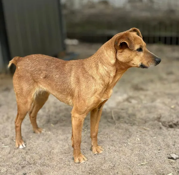 Pies do adopcji, Przyborówko, 12 czerwca 2025 (2/4)