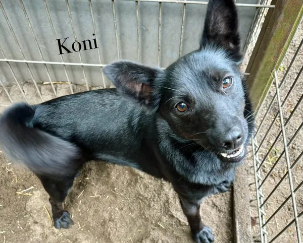 Pies do adopcji, Przyborówko, 14 grudnia 2025 (1/4)