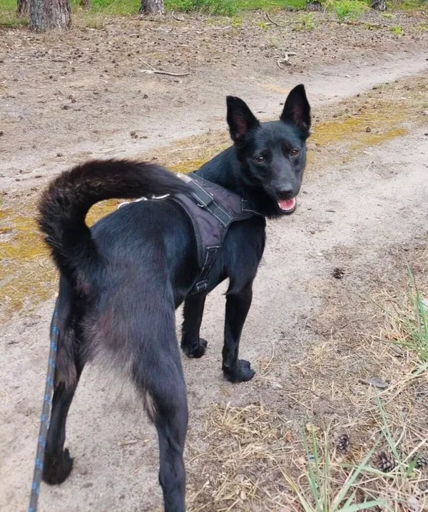 Pies do adopcji, Przyborówko, 14 grudnia 2025 (2/4)