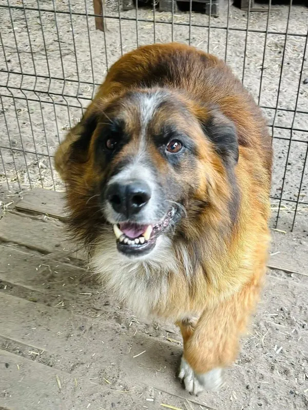 Pies do adopcji, Przyborówko, 8 lipca 2025 (1/5)