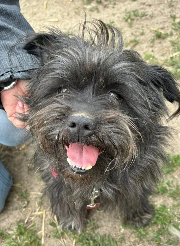 Pies do adopcji, Przyborówko, 18 sierpnia 2025 (2/4)