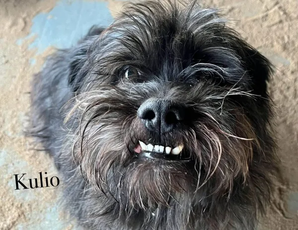 Pies do adopcji, Przyborówko, 18 sierpnia 2025 (4/4)