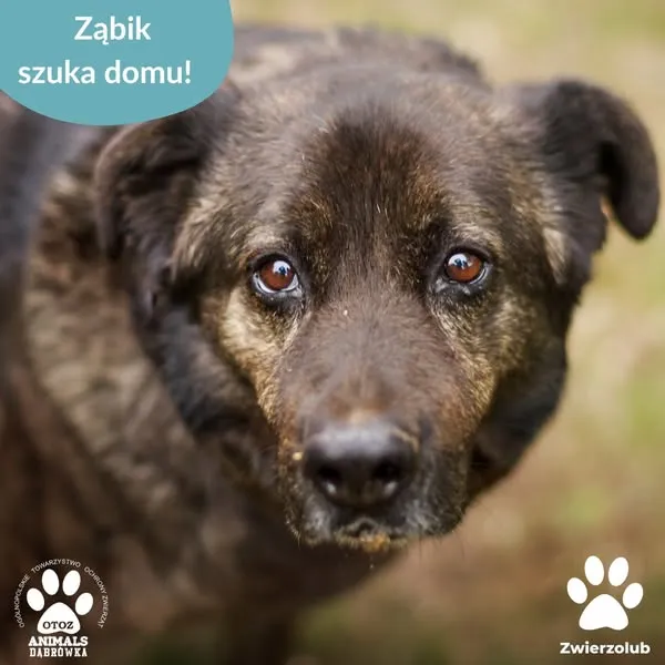 Pies do adopcji, Dąbrówka, 20 maja 2025 (1/5)