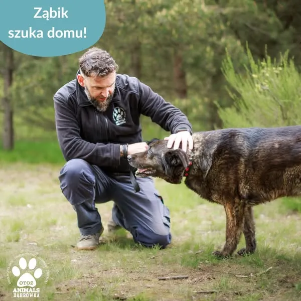 Pies do adopcji, Dąbrówka, 20 maja 2025 (2/5)