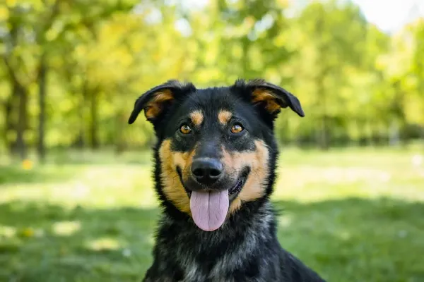 Pies do adopcji, Radom, 19 maja 2025 (1/5)