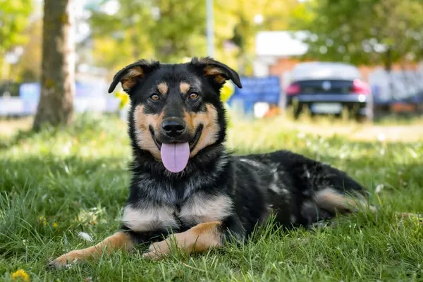 Pies do adopcji, Radom, 19 maja 2025 (2/5)