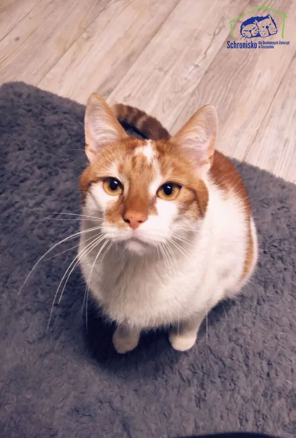 Znaleziono kota, Szczecin, 20 maja 2025 (1/4)