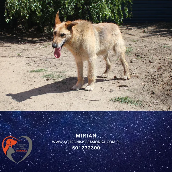 Pies do adopcji, Dębniak, 13 stycznia 2024