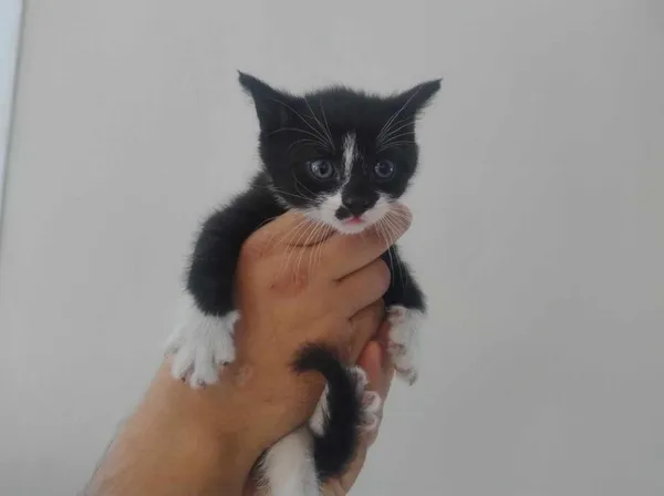 Znaleziono kota, Toruń, 19 maja 2025